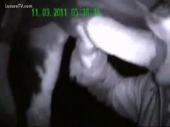 A cock-craving man uses a blowjob to try to empty horses' nuts.